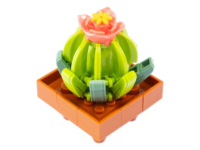 Nice Exotic Plants - Ariocarpus (66)