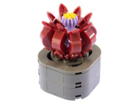 Nice Exotic Plants - Stapelia Flavirostris (69)