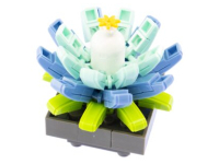 Nice Exotic Plants - Echeveria (116)