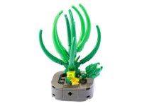 Nice Exotic Plants - Abuca Spiralis (79)