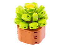 Nice Exotic Plants - Aeonium Canariense (136)