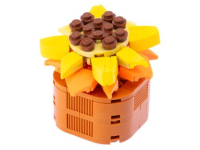 Nice Exotic Plants - Sedum Adolphii (108)