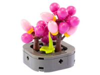 Nice Exotic Plants - Nertera (82)