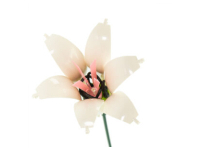 Nice Bouquet Fiorito - Lily (45)