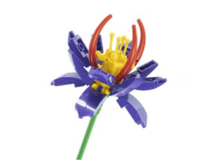 Nice Bouquet Fiorito - Crocus (83)